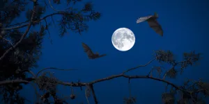 bats fly around the night sky with a full moon at its center
