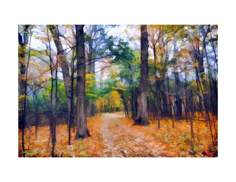 Forest with orange leaves.