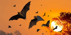 bats flying in front of setting sun and silhouetted tree