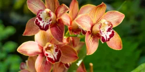 A picture of orange orchids