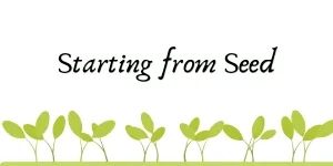 small green plants grow from the bottom of the image with the words Starting from Seed above