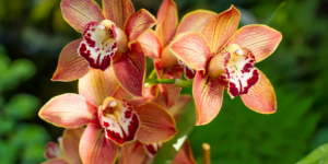A picture of orange orchids
