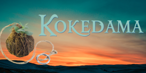 A moss ball wrapped in twine superimposed on a sunset scene with the word: Kokedama
